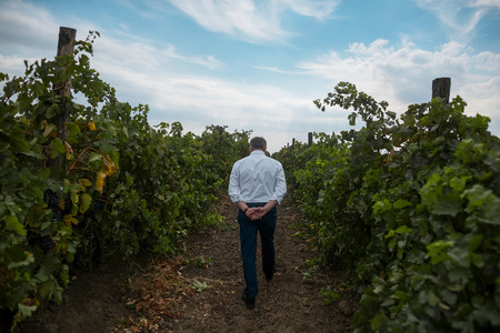 Back view of old man vintner who walking in vineyardの写真素材