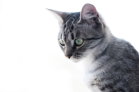 Portrait of American shorthair cat with red nose and green eyes, isolated on studio white background