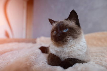 シャム猫の写真 イラスト素材一覧 11 734件 ストックフォトのamanaimages Plus