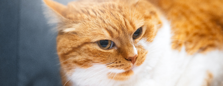 Portrait of red white home Norwegian catの写真素材