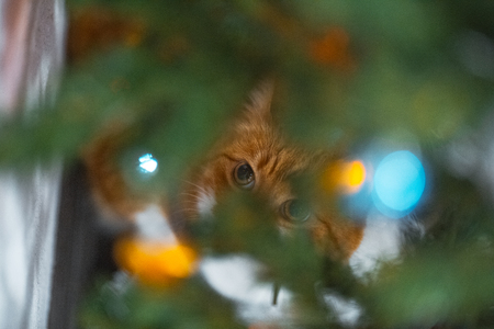 Portrait of cute red white cat near christmas tree.の写真素材