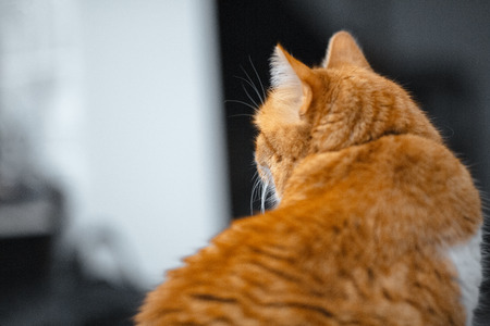 Back view portrait of red cute cat.の写真素材