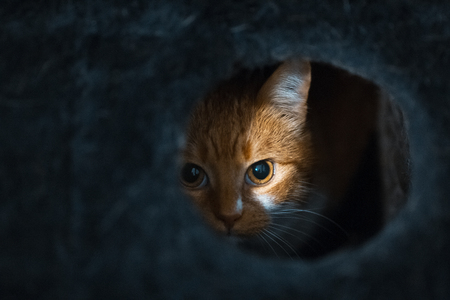 Portrait of cute red white cat hiding of black box.