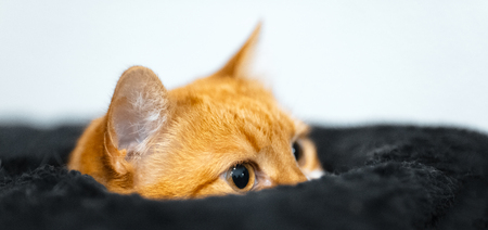 Close-up of cute red cat who looking up from inside of his black box houseの写真素材