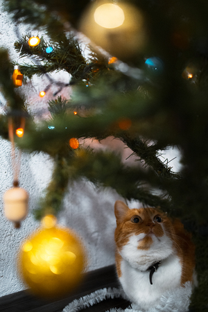 Portrait of cute red white cat near christmas tree.の写真素材