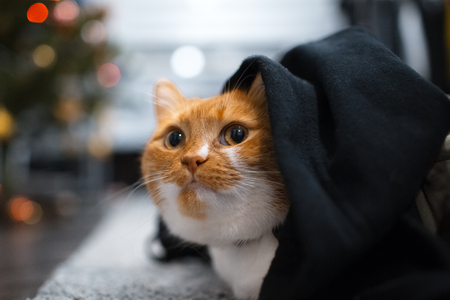 Red white cat hiding under black blanketの写真素材