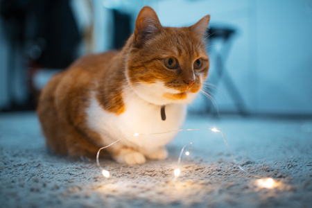 Red white cat playing with garlands on the floorの写真素材
