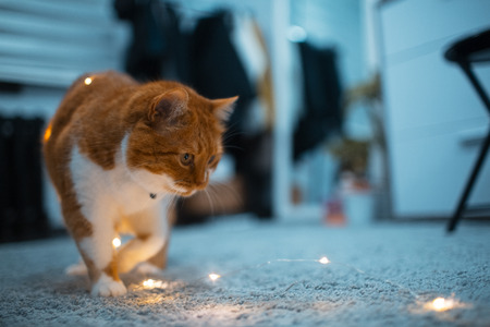 Red white cat playing with garlands on the floorの写真素材
