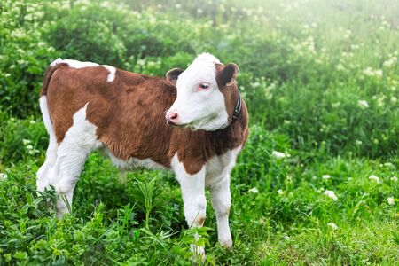 Portrait of white brown cute calf, standing in green meadow.の写真素材