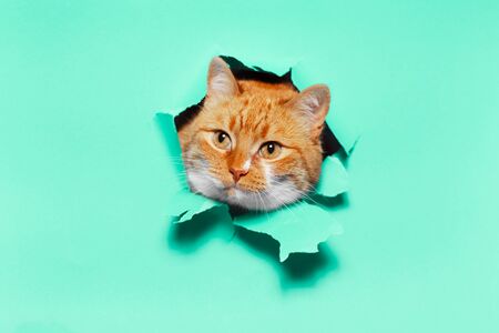 Studio portrait of red white cat through torn paper hole, isolated on background of aqua menthe...