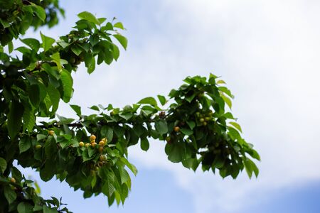 Green branches of sweet cherry, on blue sky with clouds background.の写真素材