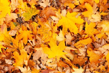 Background of orange and yellow autumn leaves.