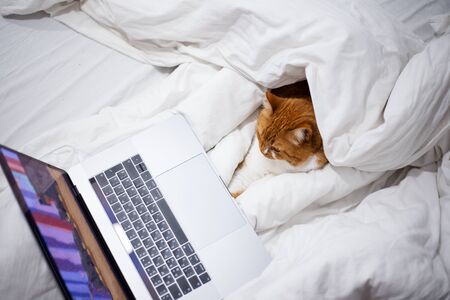 Portrait of red white cat lying on bed with laptop in room at home.の写真素材
