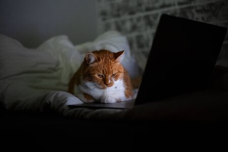 Portrait of red white cat lying on bed with laptop in dark room at home.
