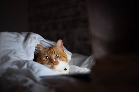 Portrait of red white cat lying on bed with laptop in dark room at home.の写真素材
