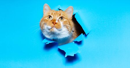 Close-up portrait of red white cat through blue torn paper hole.の写真素材