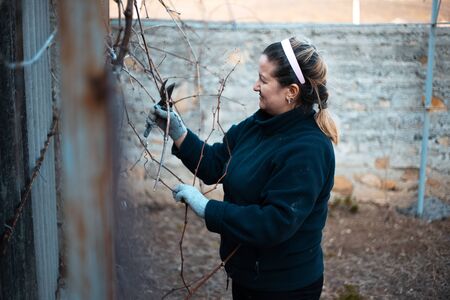 Portrait of woman gardening some plants of vineyard.の写真素材