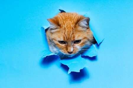 Close-up portrait of red white cat through blue torn paper hole.