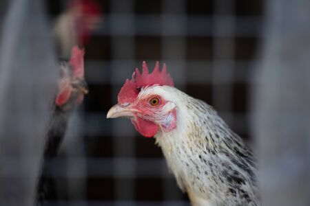 Close-up portrait of adopted domestic white chicken.の写真素材