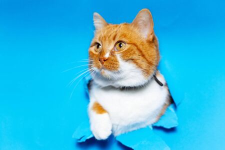 Close-up portrait of red white cat through blue torn paper hole.