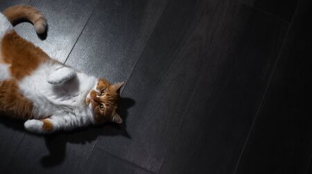 Top view of red white cat lying on the parquet floor.の写真素材