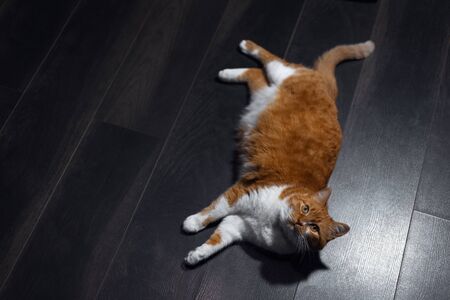 Top view of red white cat lying on the parquet floor.