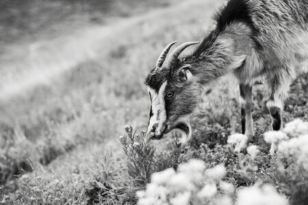 Black and white outdoor portrait of beautiful goat.の写真素材