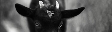 Black and white outdoors portrait of beautiful baby goat. Panoramic banner photo.の写真素材