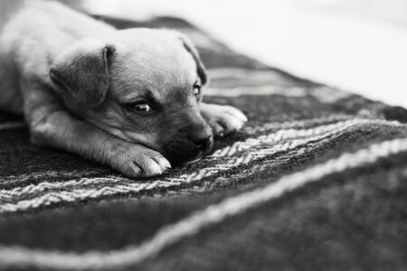 Black and white portrait of baby dog lying on the floor.の写真素材