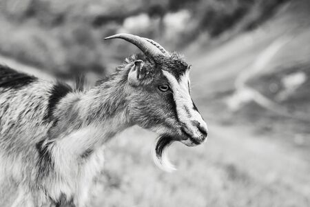 Black and white outdoor portrait of beautiful goat.の写真素材