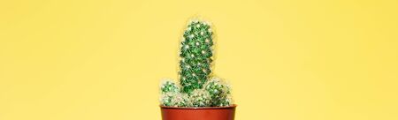 Close-up of small green cactus in brown pot isolated on yellow panoramic background.の写真素材