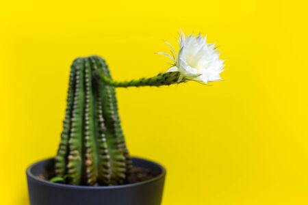 Close-up of green cactus in pot with white blossom bud on yellow background.の写真素材