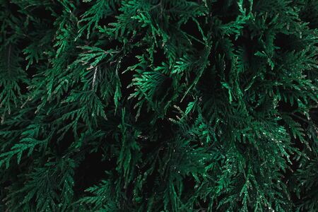Close-up of colorful abstract textured background of green branches of tree.
