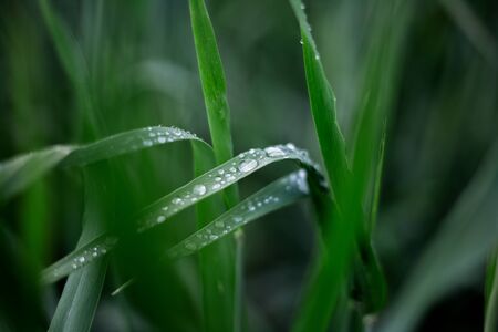 Close-up of green wet leaves of flowers  with water drops upon them. Morning dew, natural nature...