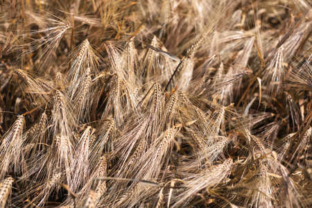 Natural abstract textured background of dry golden wheat field.の写真素材