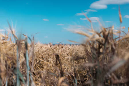 Close-up of golden wheat on background of blurred blue sky and field.