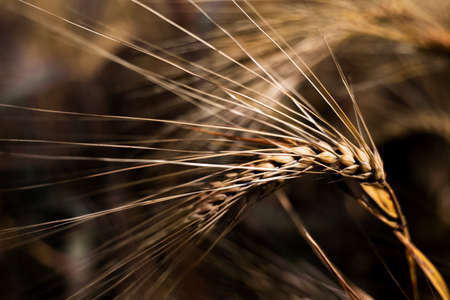 Natural background, close-up of dry wheat stem.の写真素材
