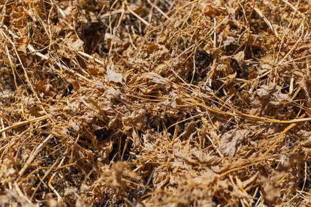Natural textured abstract background of yellow dry grass.の写真素材