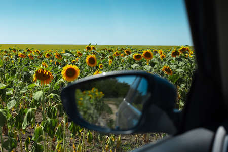 View of sunflowers field in sunny day inside car.の写真素材