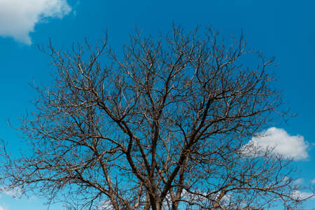 Natural landscape of dry tree on background of blue sky.