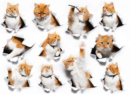 Collage portraits of red funny cat, through torn hole in white paper.の写真素材