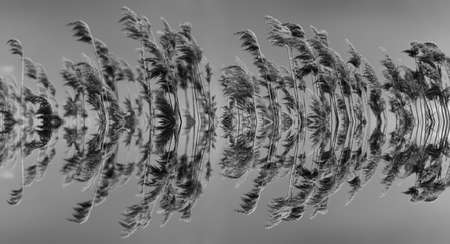Symmetrical reflection, kaleidoscope in black and white. Abstract panoramic banner of dry reeds on...