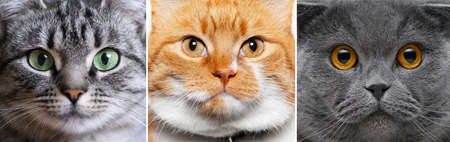 Photo collage of American shorthair, red-white and British cat. Close-up of animal face.