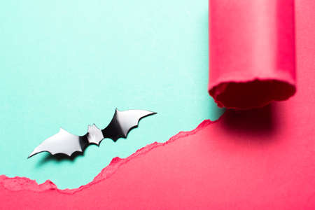 Close-up of black bat on cyan background in hole of torn paper of pink color.