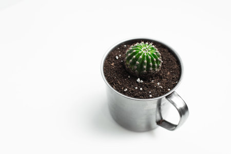 Close-up of small green cactus potted in steel mug on white background.の写真素材