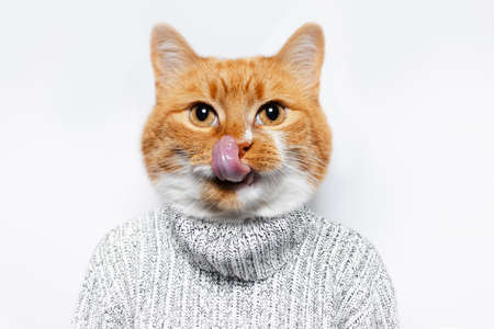 Contemporary artwork collage concept. Portrait of red-white cat with tongue out, wearing sweater on white background.の写真素材
