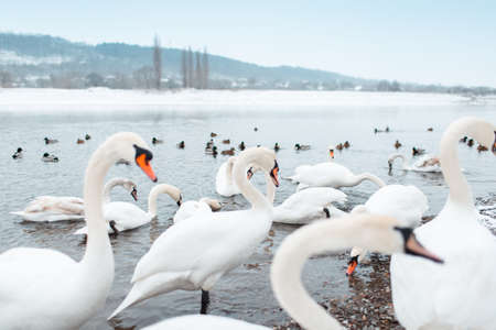 Group of beautiful white swans on riverside in winter day.の写真素材