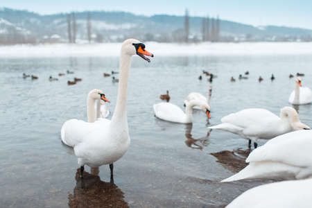 Group of beautiful white swans on riverside in winter day.
