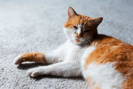 Close-up portrait of red white cat lying on the floor.の写真素材