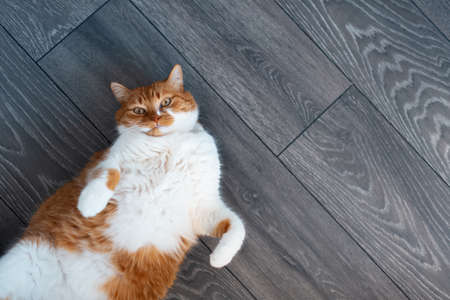 Indoor portrait of cute fluffy red and white cat, lying on the dark grey wooden floor, with paws up.の写真素材